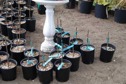 Grafted Plants At Ventura