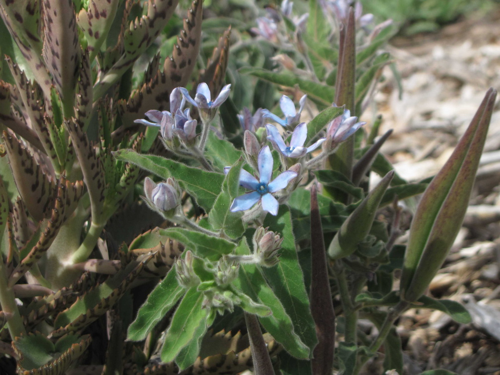Australian blue milkweed