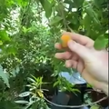 04tropical apricot