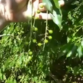 17-capulin cherries