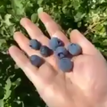 37-blueberries
