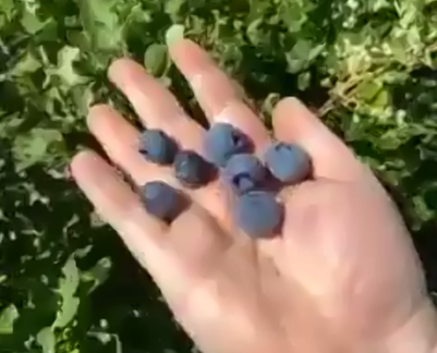 37-blueberries