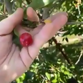 40-pie - sour - cherries
