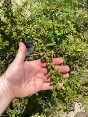 44-jaine berries clustrs