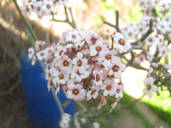 Scented Euphorbia