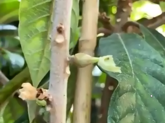 Kelly10-first fruit sapote