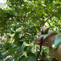 kelly21-starfruit bending branches