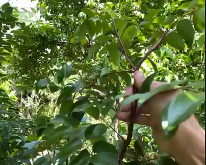 kelly21-starfruit bending branches