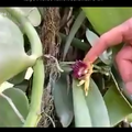kelly26-vanilla bean flower