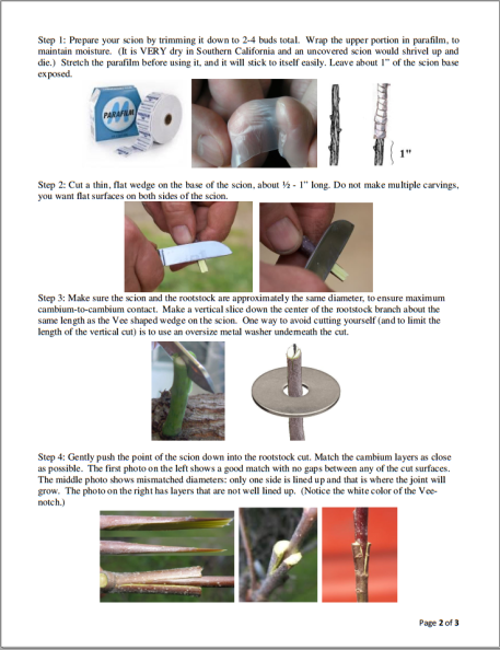 HowToGraftPg2