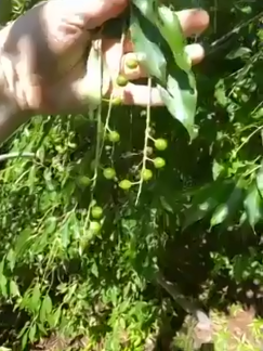17-capulin cherries