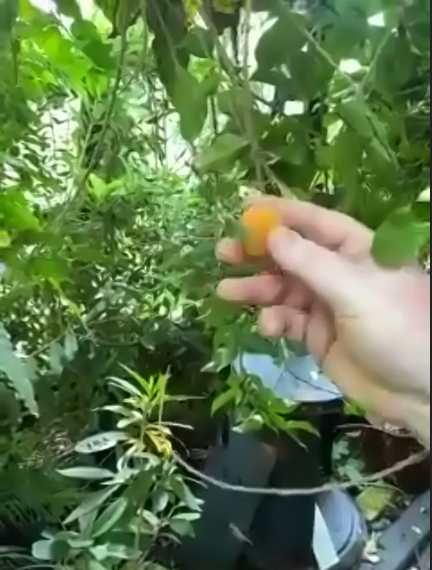04tropical apricot