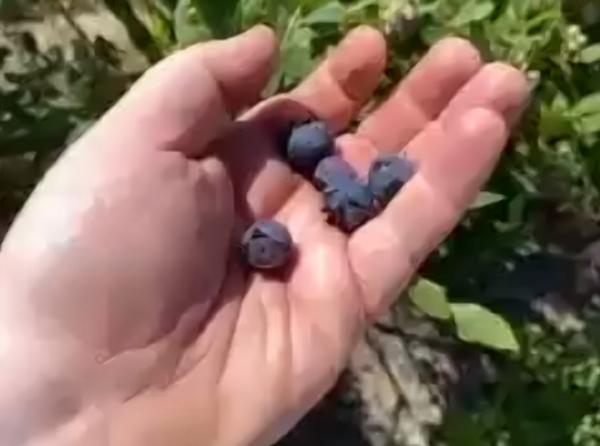 36-oneall blueberries.png