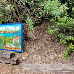 260425-HollywoodOrchard