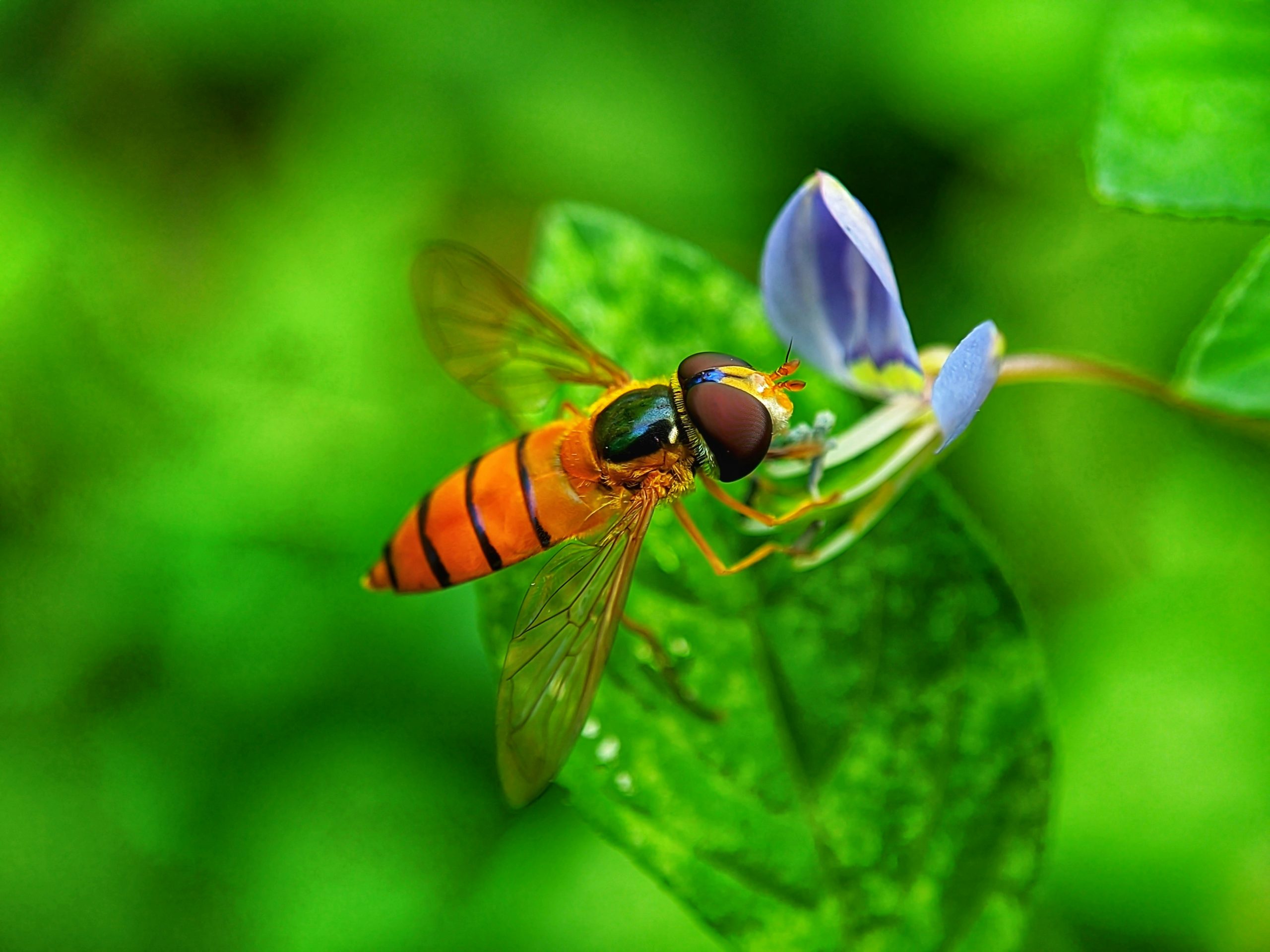 Biocontrol & Beneficial Insects